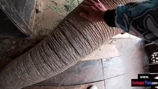 Big elephant ass porn